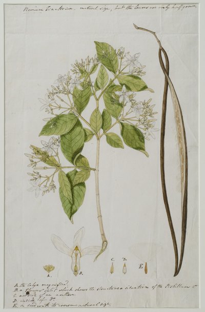 Wrightia tinctoria (Roxb.) R door Anna Maria Jones